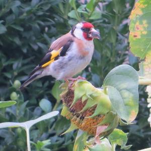 European Goldfinch