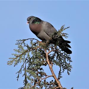 Stock Dove