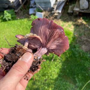 Wood Blewit