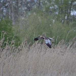 Western Marsh-harrier