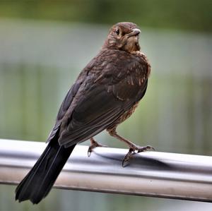 Eurasian Blackbird