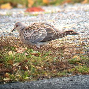 European Turtle-dove