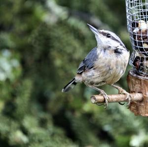 Wood Nuthatch