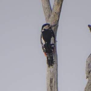 Great Spotted Woodpecker