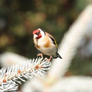 European Goldfinch