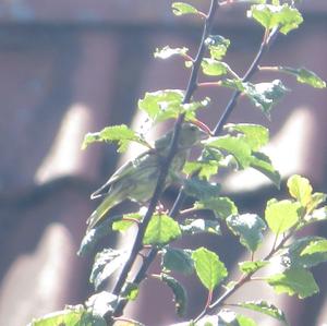 European Greenfinch