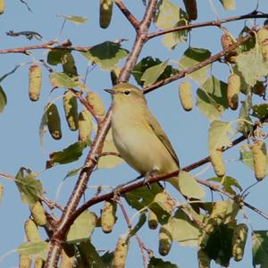 Common Chiffchaff