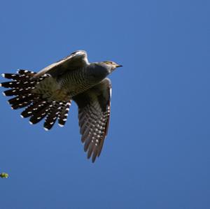 Common Cuckoo