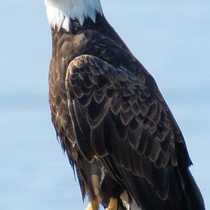 Weißkopfseeadler