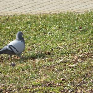 Rock Pigeon