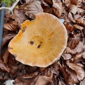 False Saffron Milk Cap