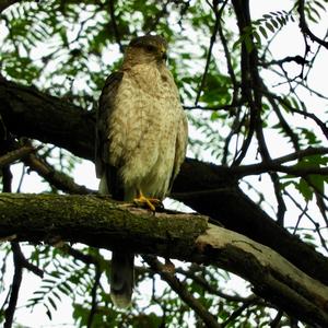 Cooper's Hawk