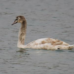 Mute Swan