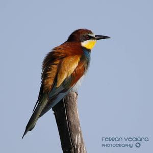 European Bee-eater