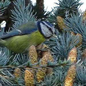 Blue Tit