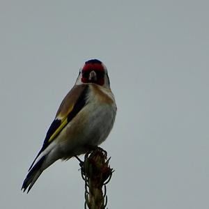 European Goldfinch