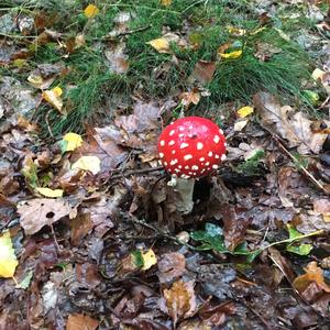 Fly Agaric