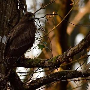 Common Buzzard