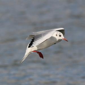 Black-headed Gull