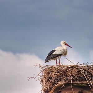 White Stork