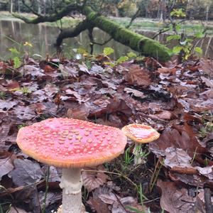 Fly Agaric