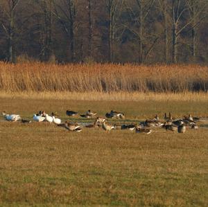 Greylag Goose