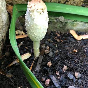 Shaggy Mane