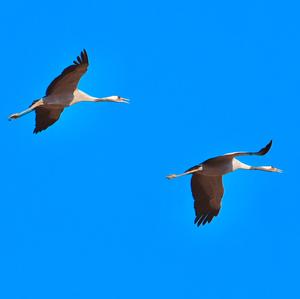 Common Crane