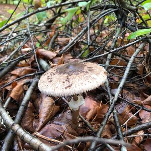 Parasol Mushroom