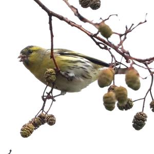 Eurasian Siskin