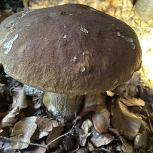 Summer Bolete