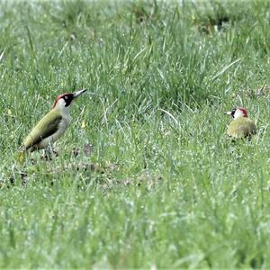 Eurasian Green Woodpecker