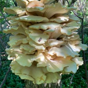 Oyster Mushroom