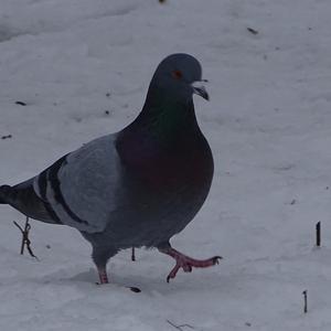 Rock Pigeon