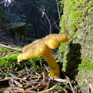 Trumpet Chanterelle