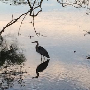 Great Blue Heron