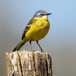 Yellow Wagtail