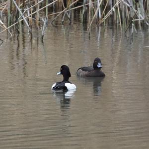 Tufted Duck