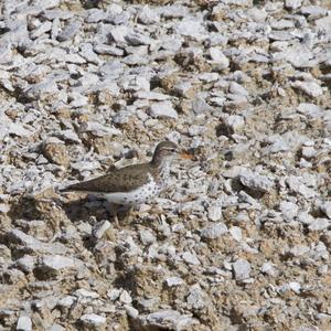 Sanderling