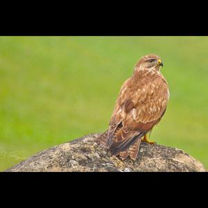 Common Buzzard