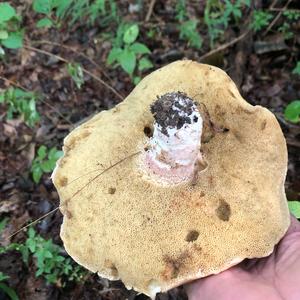 Bitter Bolete