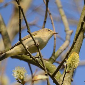 Common Chiffchaff