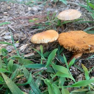 Fairy Ring Mushroom