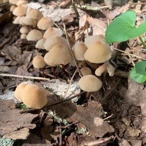 Mycena, Common