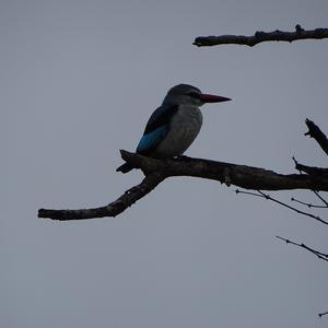 Woodland Kingfisher