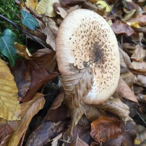 Partridge Mushroom