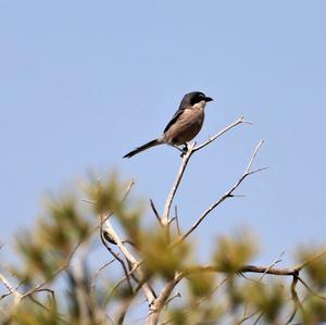 Great Grey Shrike