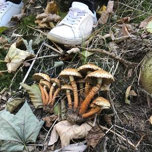 Scaly Pholiota