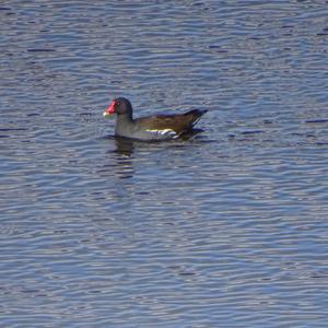 Common Moorhen