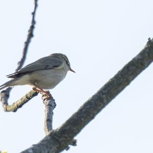 Willow Warbler